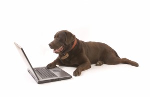 brown-labrador-working-on-laptop