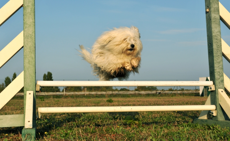 maltese-dog-in-agility